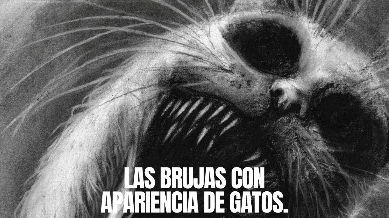 como saber si un gato es una bruja
