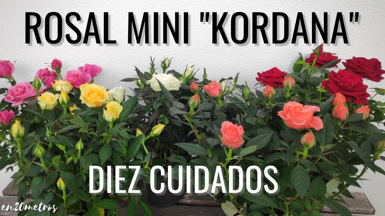 las mini rosas son de sol o sombra