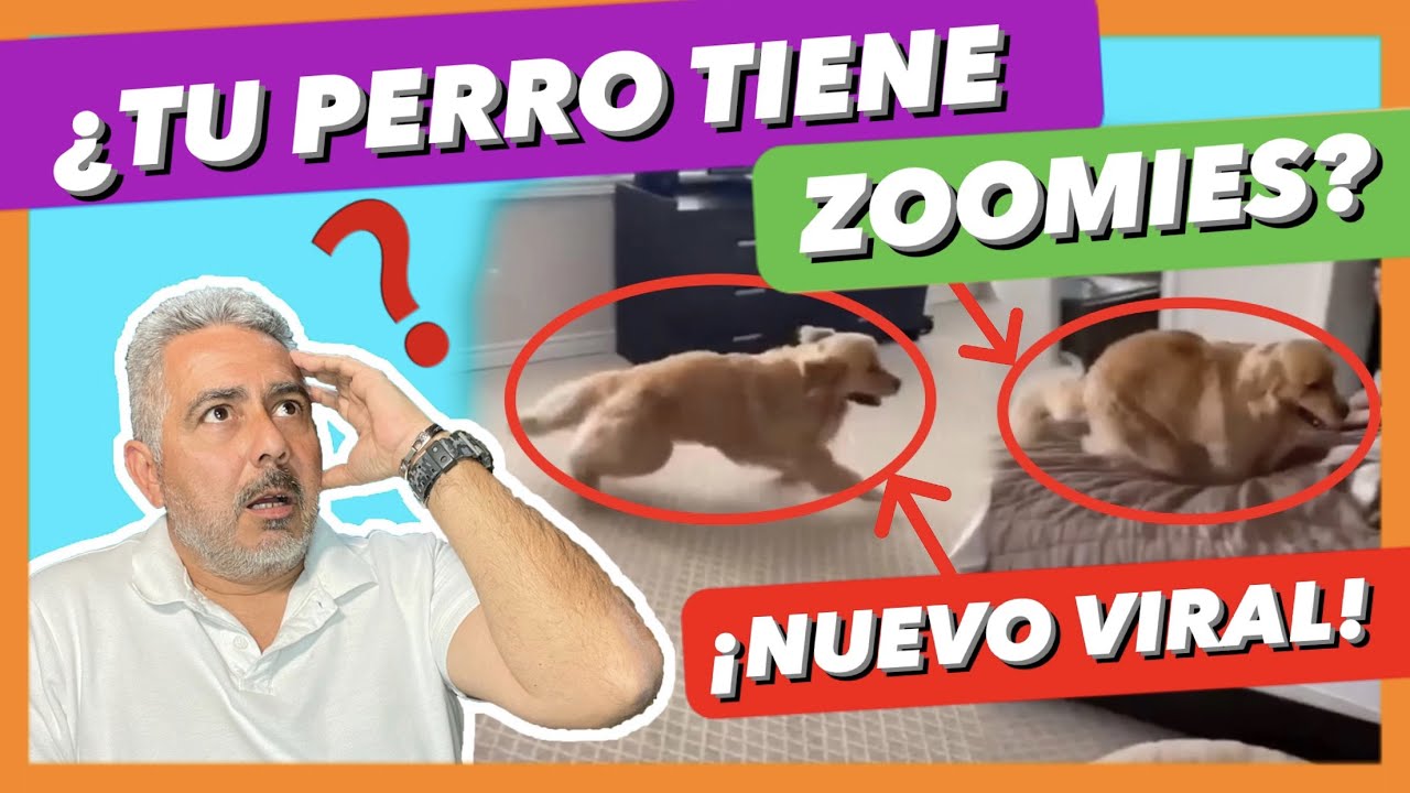 porque mi perro corre de un lado a otro