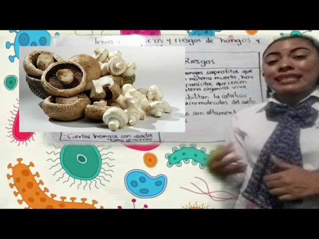 caracteristicas beneficios y riesgos de hongos y bacterias