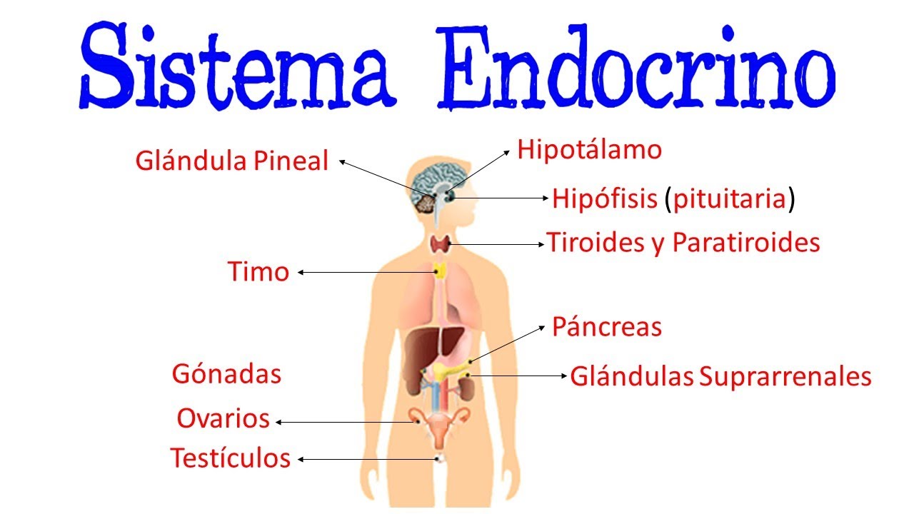 cuadro comparativo de glandulas y hormonas del sistema endocrino