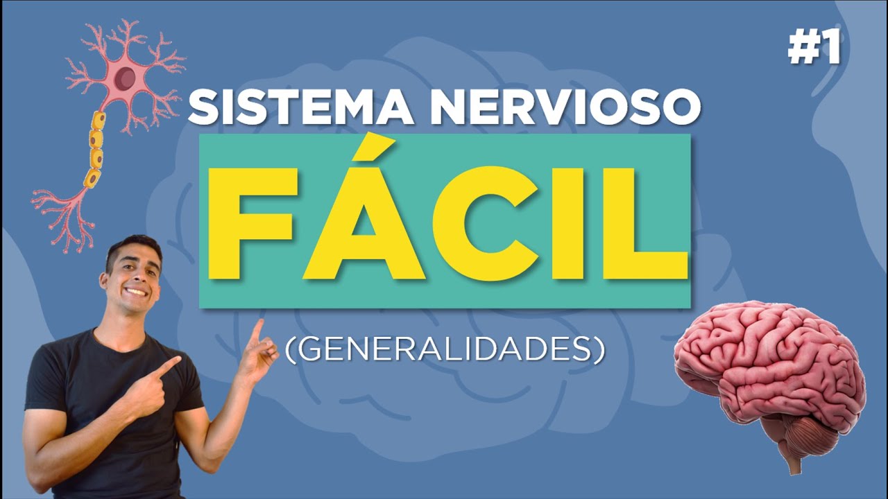 cuadro comparativo entre el sistema nervioso central y periferico
