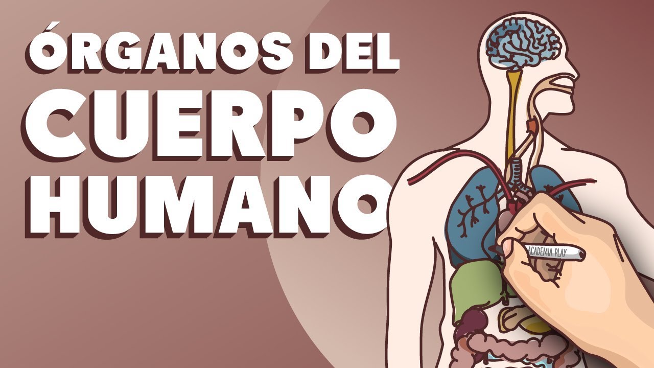 cual es el organo mas pequeño del cuerpo humano