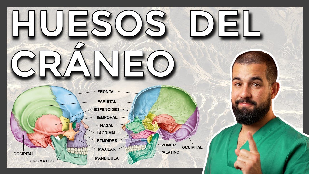 cuales son los huesos impares de la cara