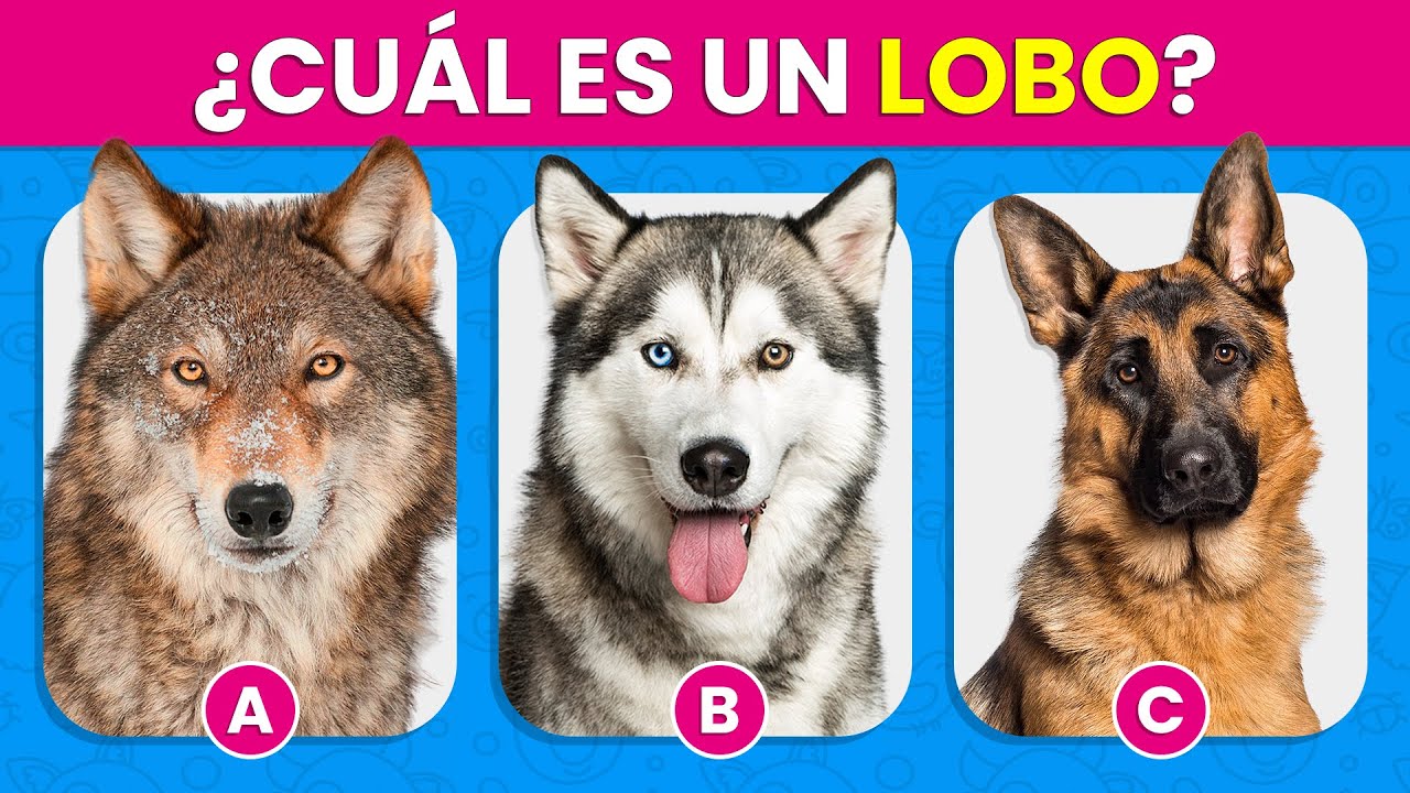 en cada palabra hay un animal son 7 respuesta