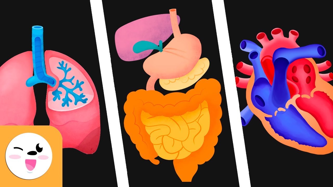 experimentos para niños de preescolar sobre el cuerpo humano
