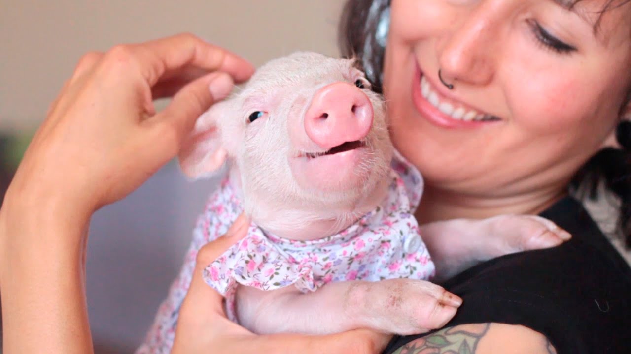 feliz dia del amor y la amistad animales