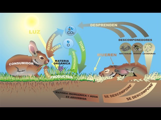 formas de obtencion de energia de los seres vivos