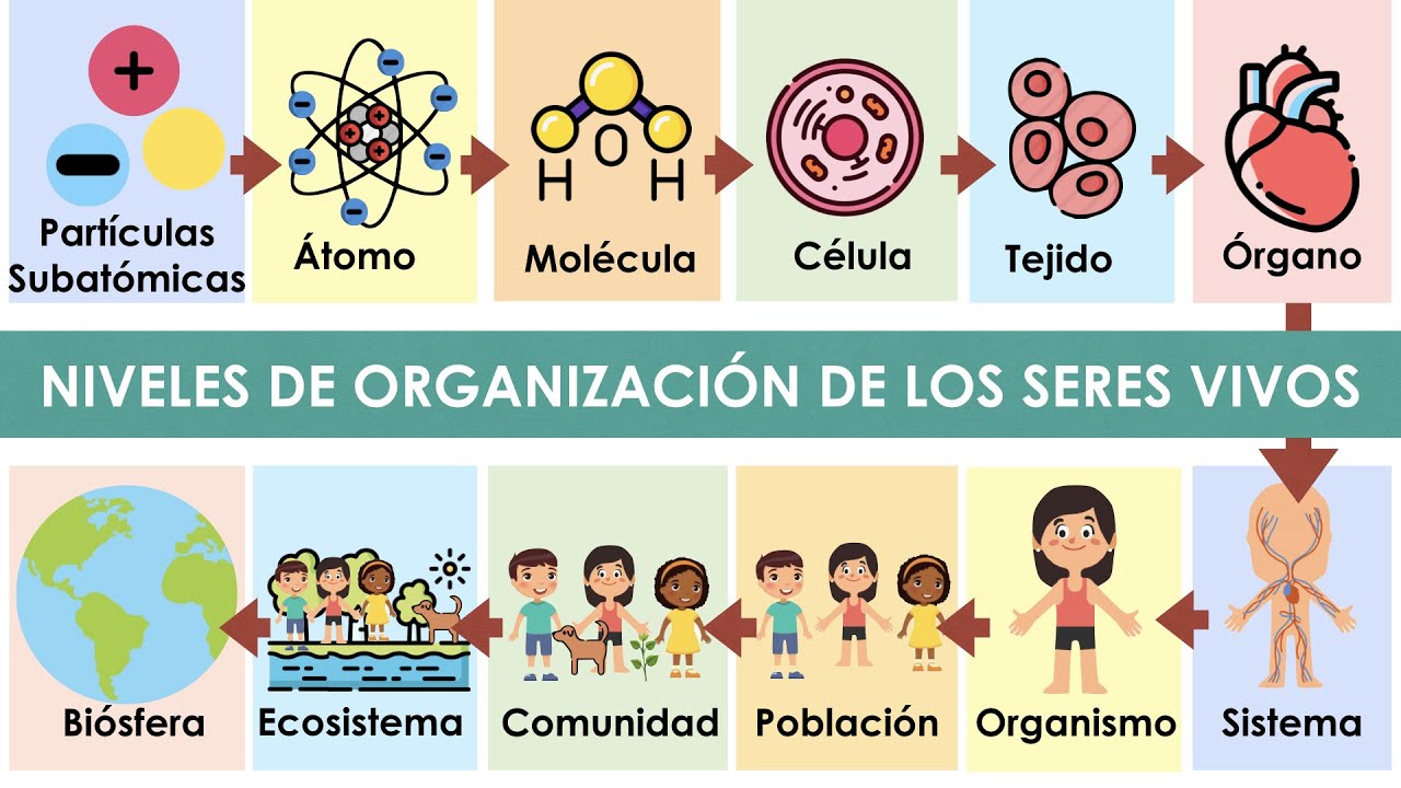 niveles de organizacion de los seres vivos mapa conceptual