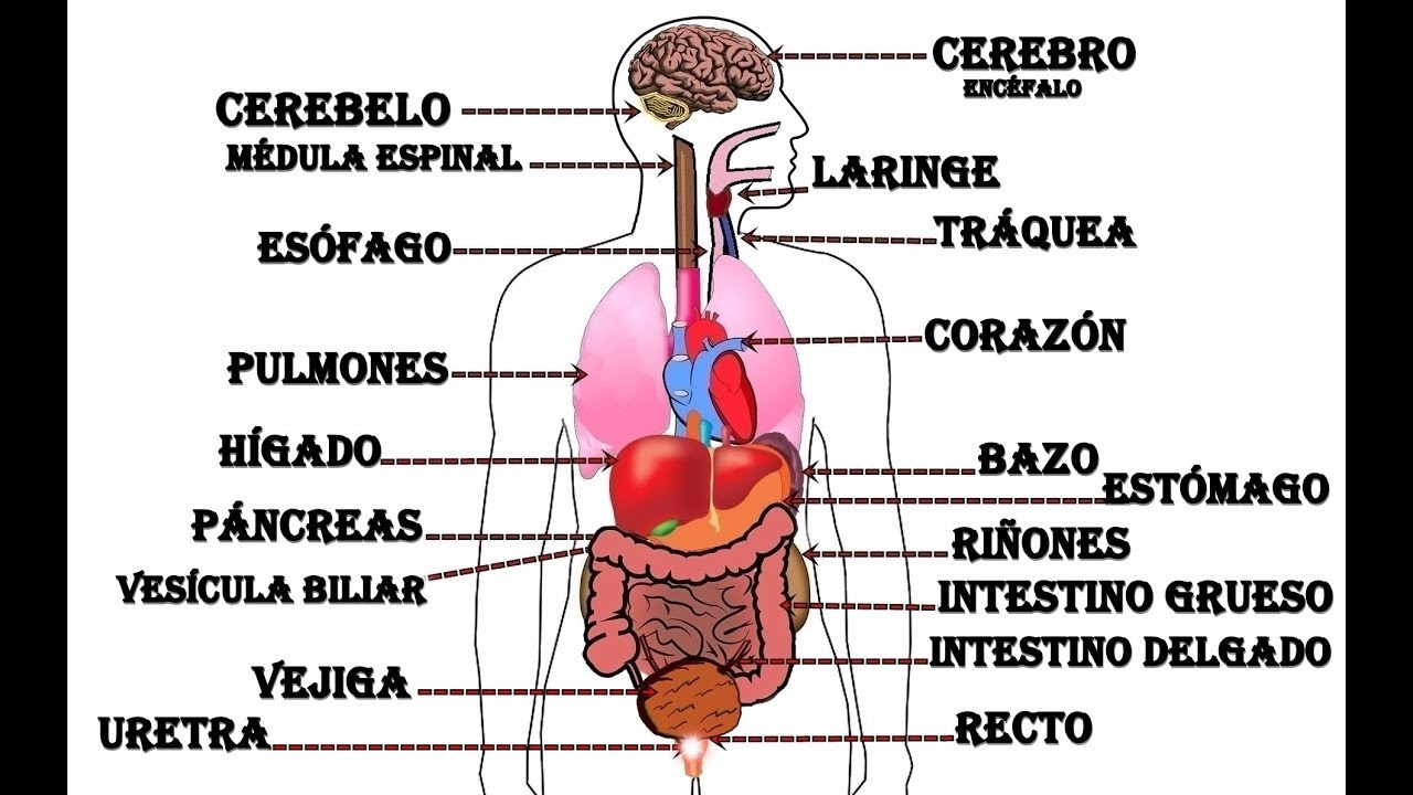 organos del cuerpo humano para colorear con nombres