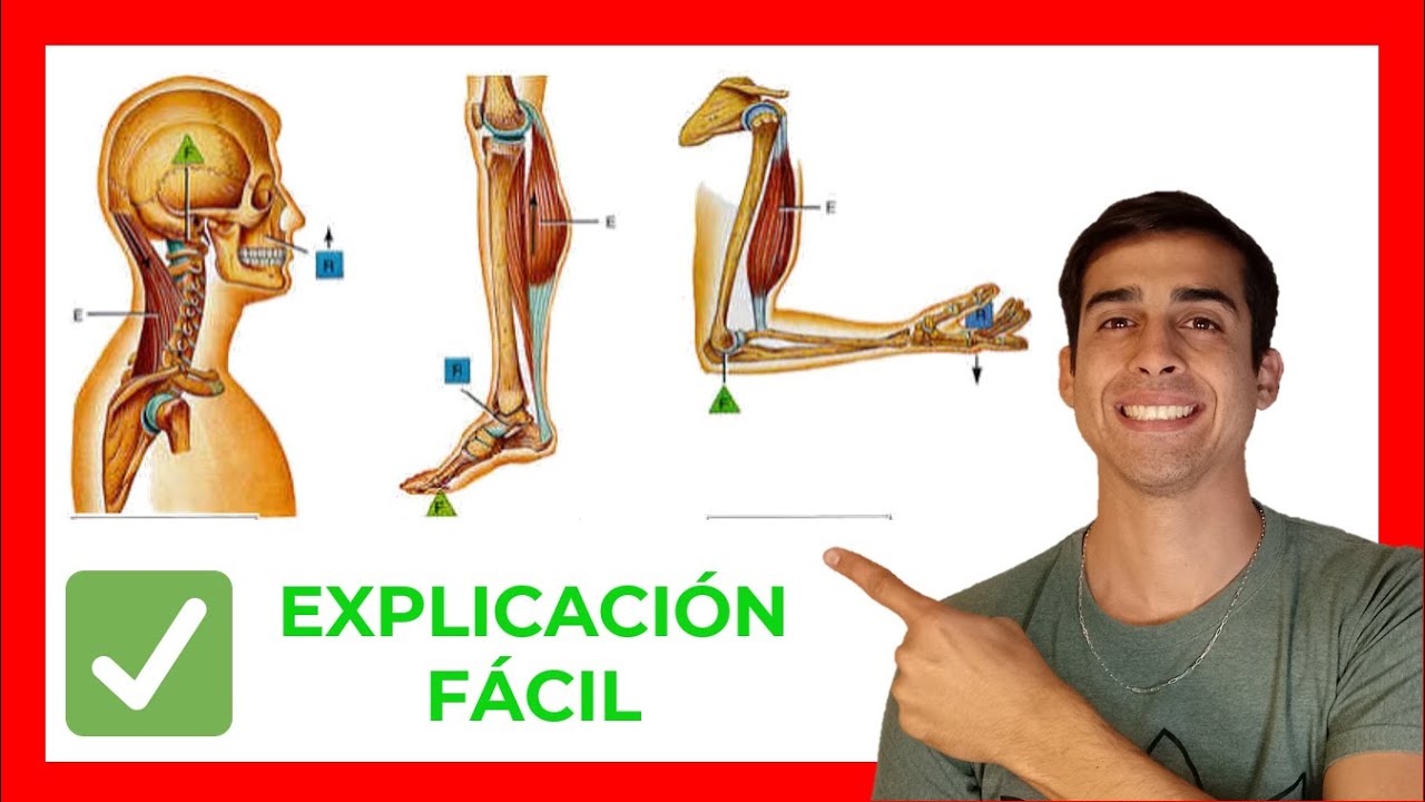 palancas de segundo grado en el cuerpo humano