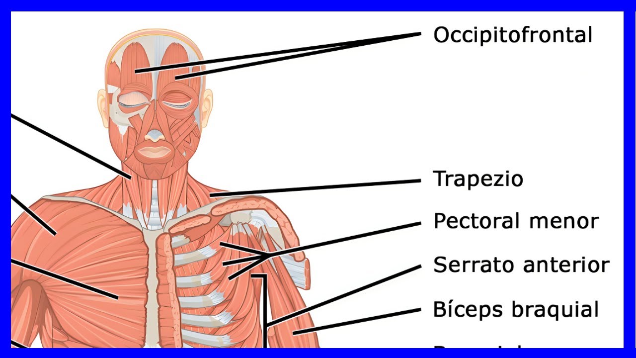 principales musculos del cuerpo humano y su ubicacion