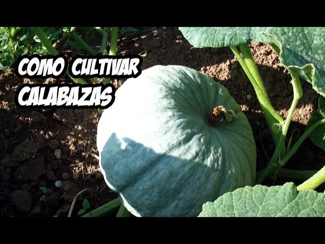 que parte de la planta es el zapallo