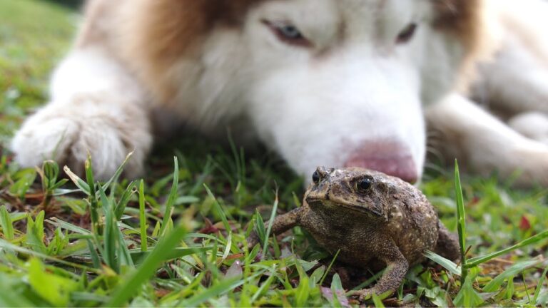 Qué hacer si tu perro se come un sapo: guía completa para actuar rápido