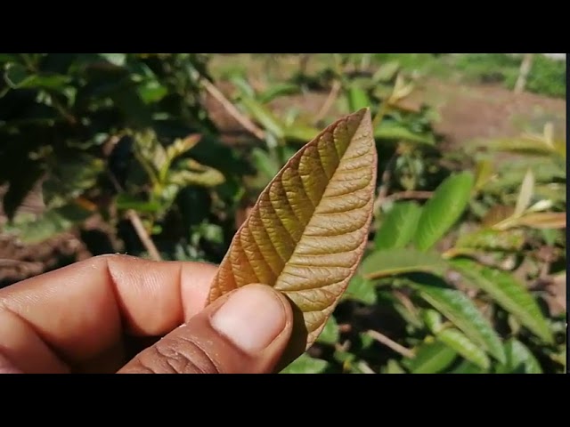te de hojas de guayaba para la diarrea