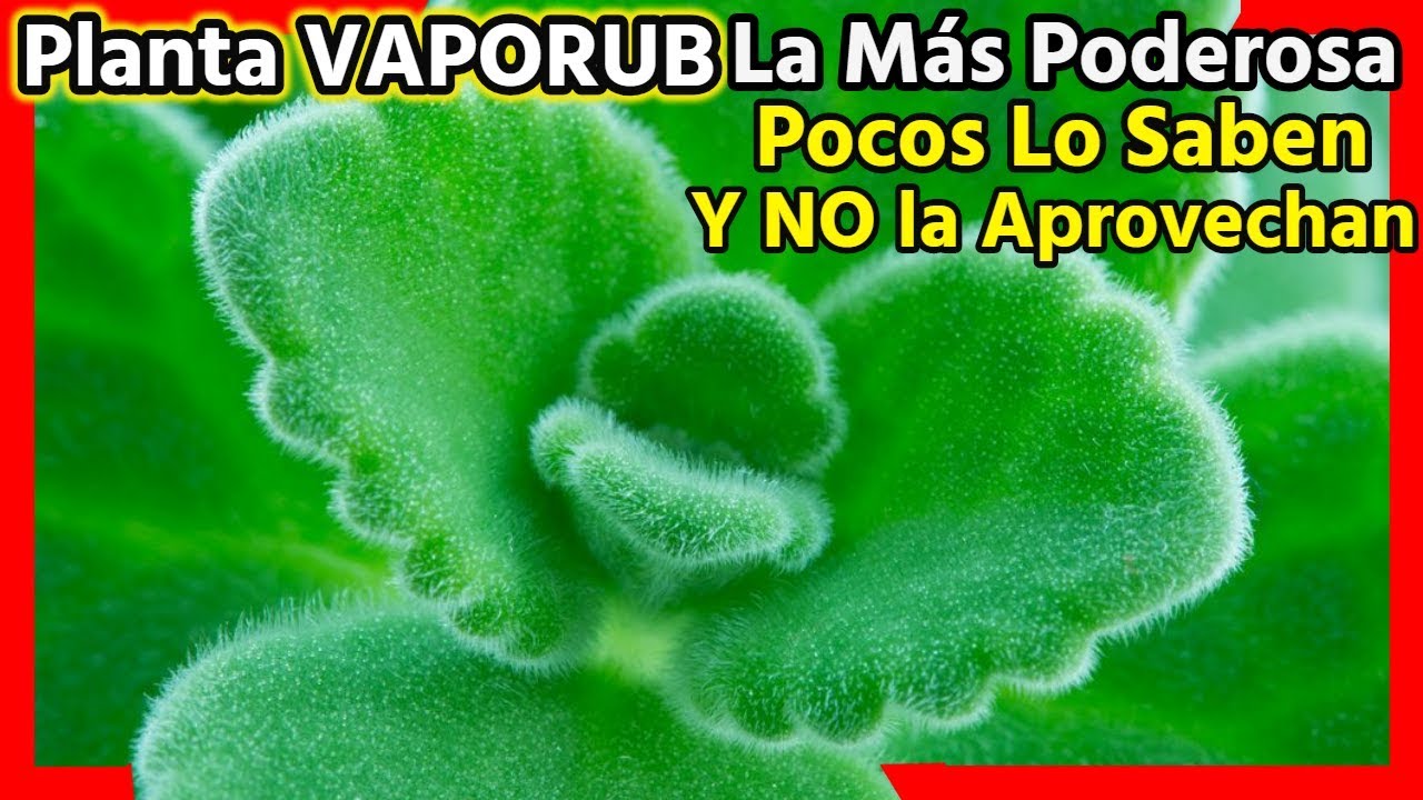 te de planta de vaporub para la tos
