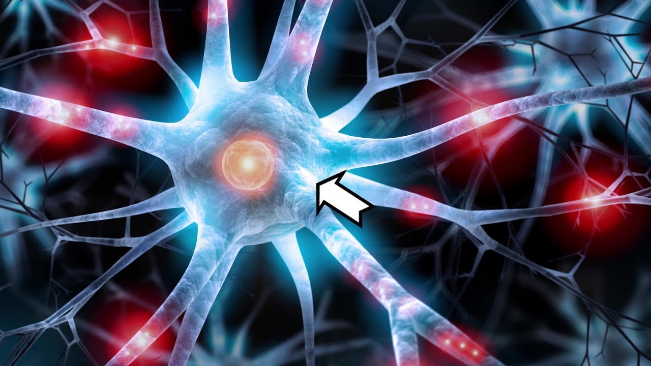 como influyen en la conducta los tipos de neuronas