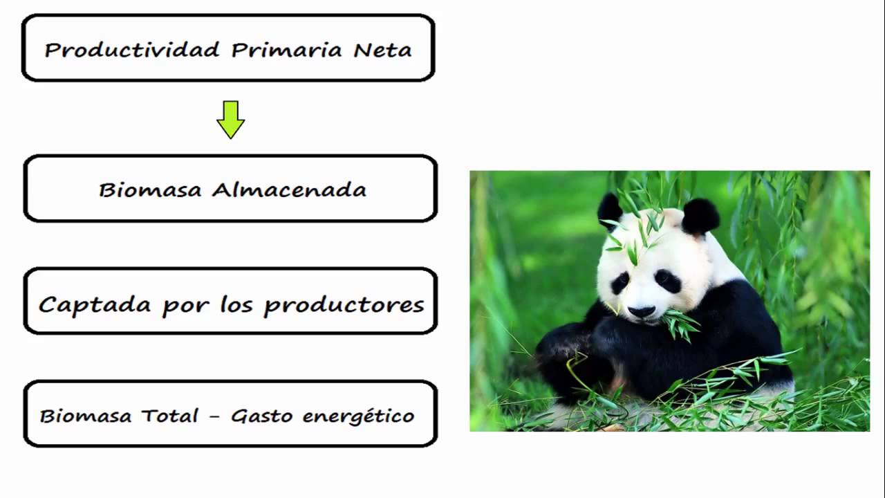 de que depende la productividad de un ecosistema