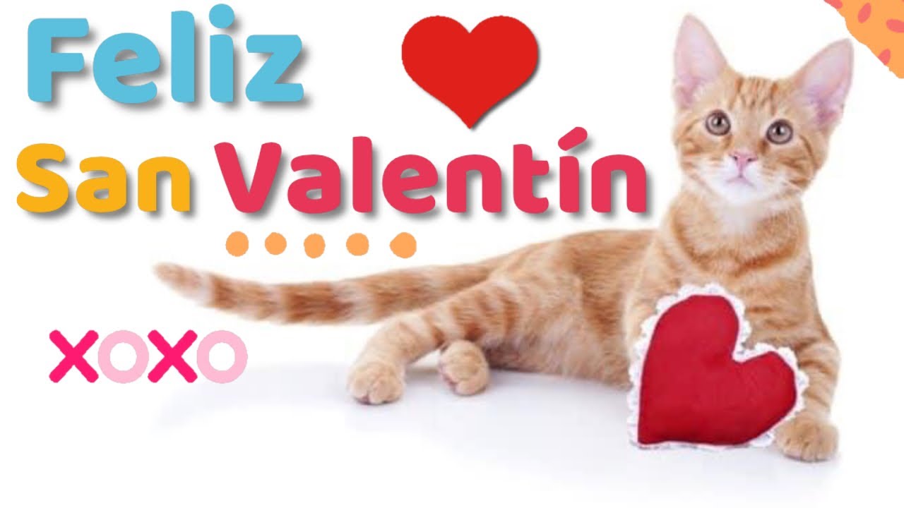 feliz dia del amor y la amistad con gatitos
