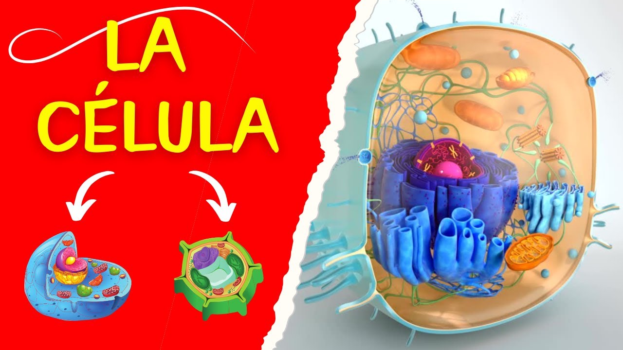 porque la célula es la mínima unidad de vida