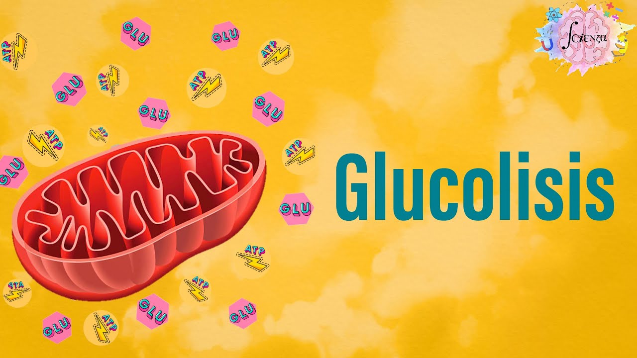 que es la glucolisis y para que sirve